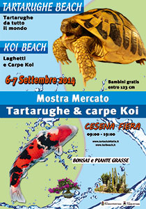 Tartaruga-Beach-e-Koy-Beach