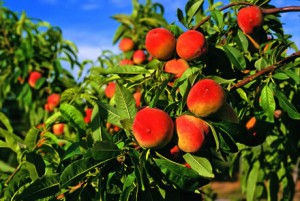 il tempo delle mele 2, pedalata a bagnara di romagna