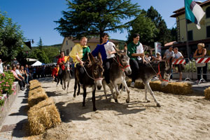 palio-degli-asini-2014p