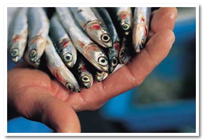 Cattolica: sagra del pescatore