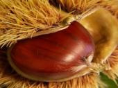 sagra castagne pieve rivoschio