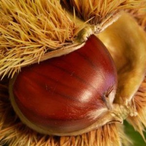 sagra della castagna premilcuore