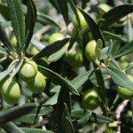 Fiera dell'oliva Coriano 2010