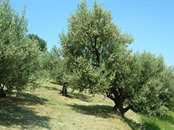 sagra-olio-terradelsole