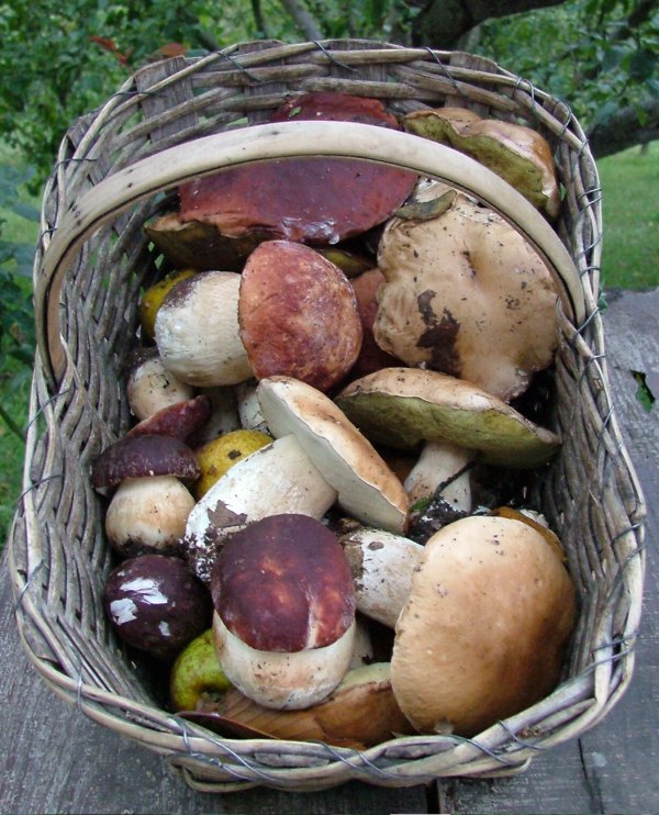 Sagra del Porcino di Alfero 2010