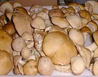 sagra-prugnolo
