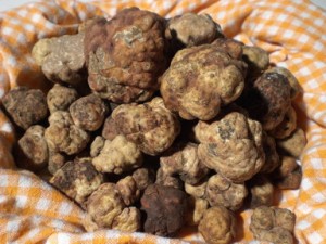 sagra tartufo brisighella