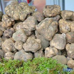 sagra-tartufo-pineta1