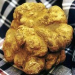 Sagre del tartufo bianco a Cusercoli