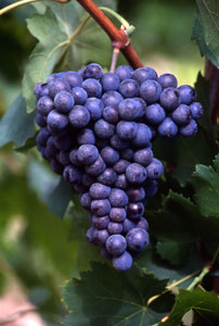 sangiovese