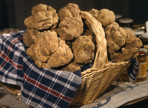 tartufo-di-pineta1